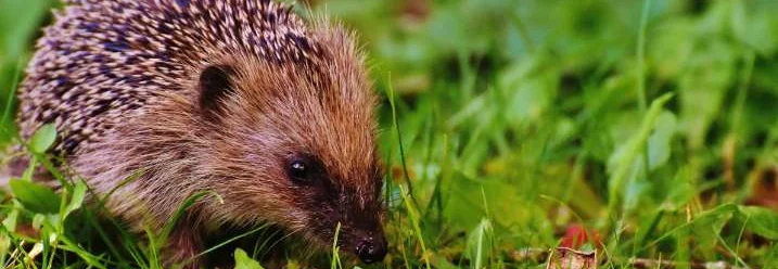 Igel im Gras