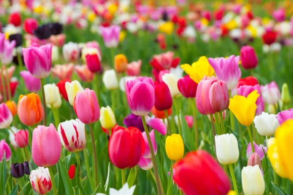 Bunte Tulpen auf einer Wiese