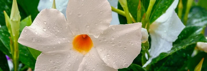 Weiße Blüte mit Wassertropfen