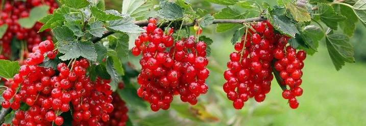 Rote Johannisbeeren an einem Ast