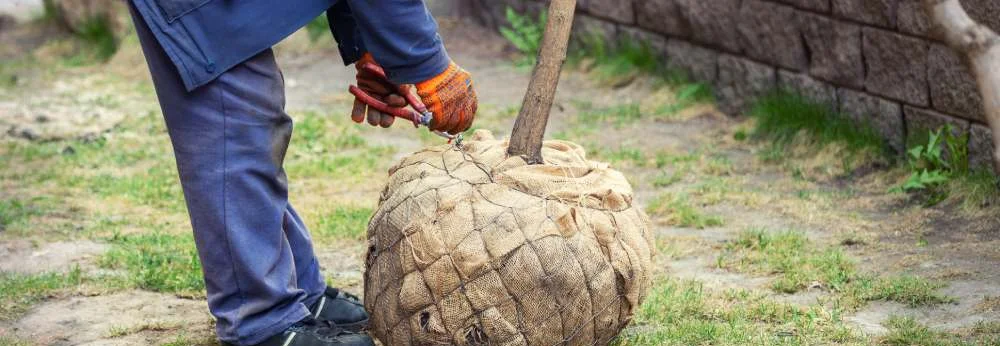 Eine Person schneidet das Drahtgeflecht eines Wurzelballens mit einer Zange auf.