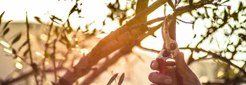Person schneidet Äste mit Gartenschere