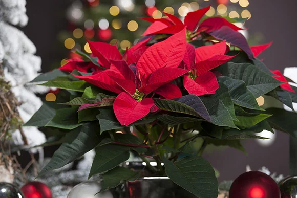 Roter Weihnachtsstern im Topf