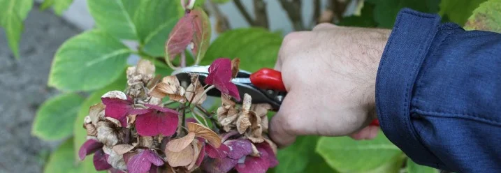 Hand schneidet verblühte Hortensie