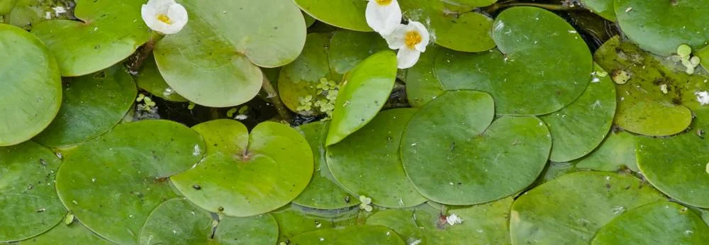 Grüne Schwimmpflanzen mit weißen Blüten auf dem Wasser.