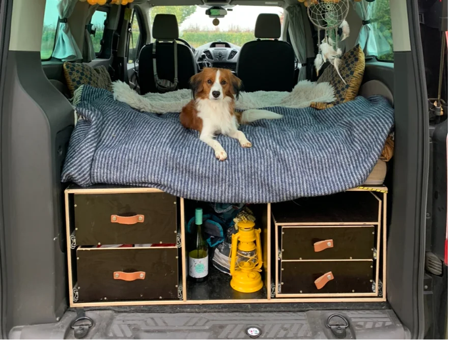 Ein Hund liegt auf einer Matratze im Kofferraum eines Autos