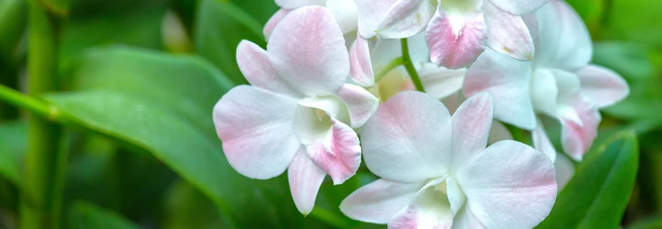 Weiße Orchideenblüten mit rosa Akzenten