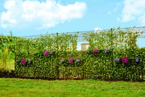 Zaun mit Kletterpflanzen und Blumen