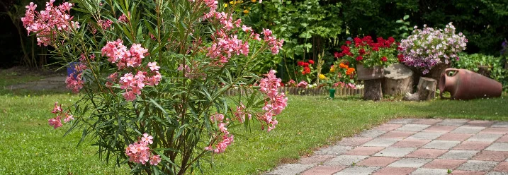 Oleander im Topf