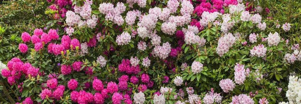 Blühende Rhododendren in Rosa und Weiß
