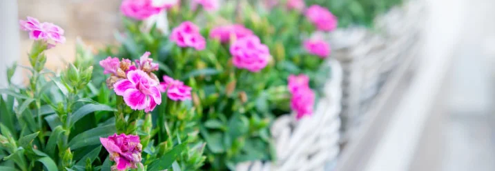 Pinke Blumen in Blumentöpfen