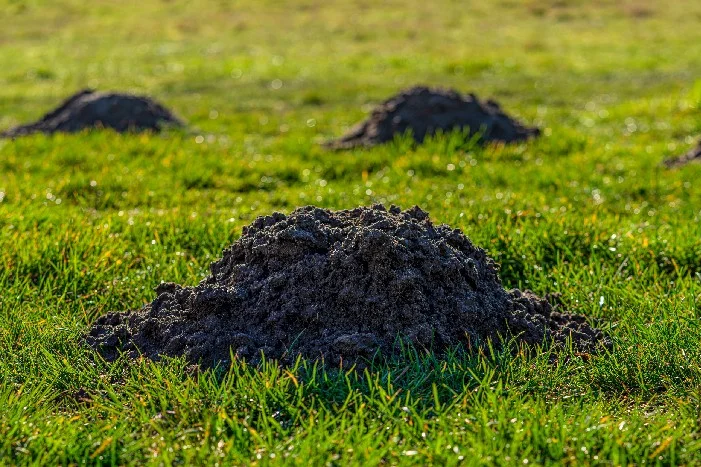 Maulwurfshügel auf grüner Wiese