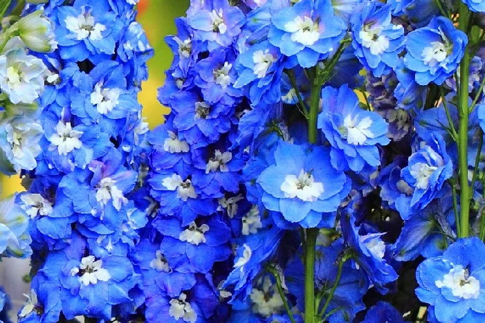 Blaue Ritterspornblüten mit weißen Zentren.