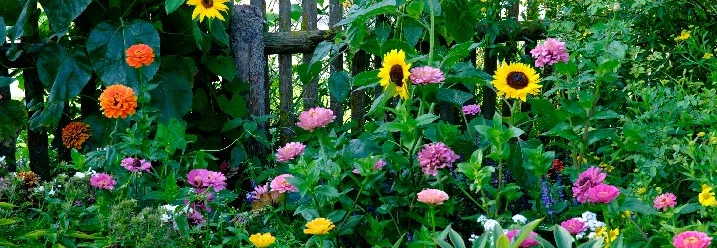 Bunter Blumengarten mit Sonnenblumen