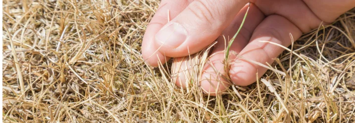Hand greift in trockenes Gras auf Boden