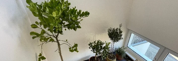 Drei Topfpflanzen im Treppenhaus