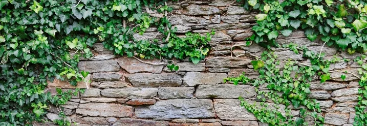 Steinmauer mit Efeu