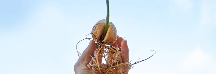 Hand hält wachsenden Avocadosamen