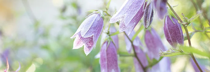 Lila Glockenblumen