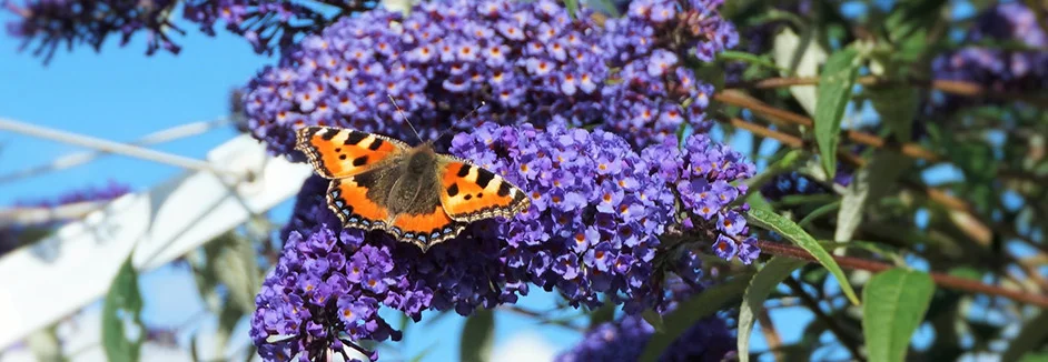 Schmetterling auf violetten Blüten