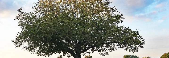 Einzelner Baum auf Feld mit Abendhimmel