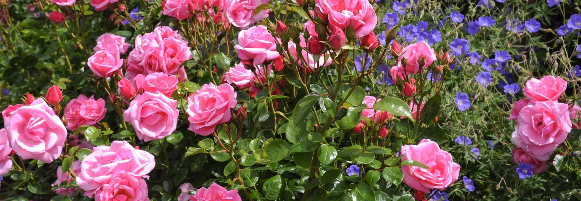 Rosa Rosenblüten und blaue Blüten