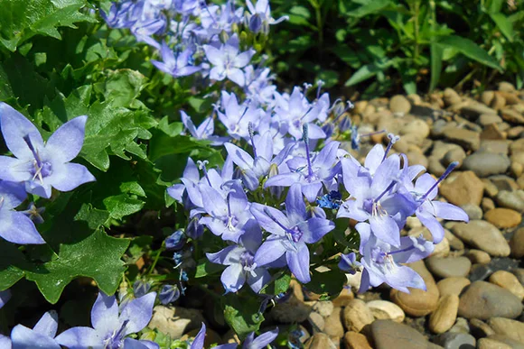 Lila Glockenblumen