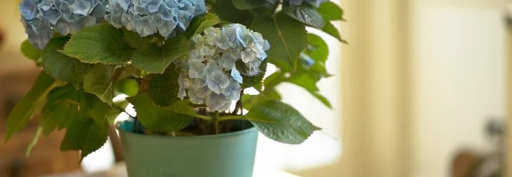 Blaue Hortensien im Topf