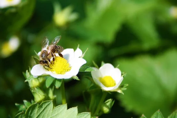 Biene auf Erdbeerblüte