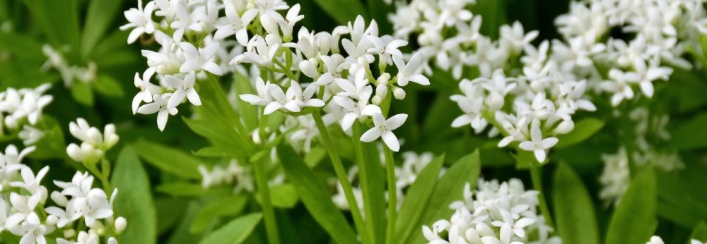 Nahaufnahme von weiß blühendem Waldmeister.