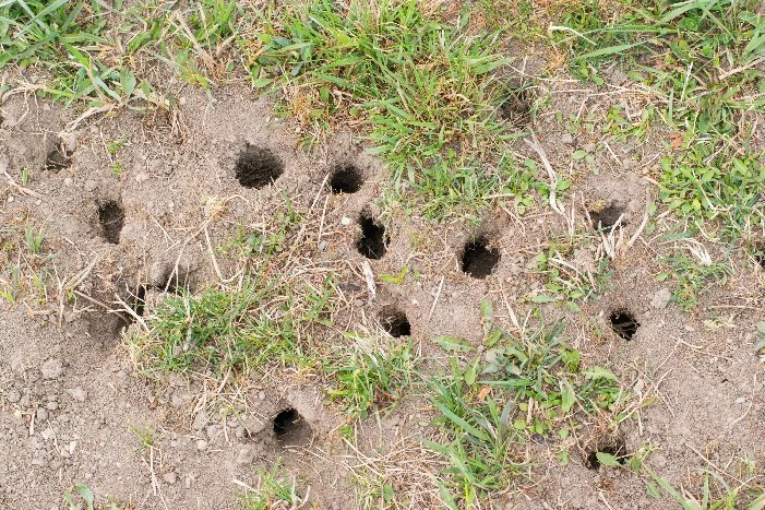 Wühlmauslöcher im Garten