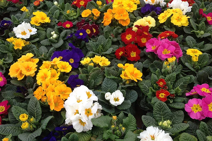 Bunte Primeln in voller Blüte