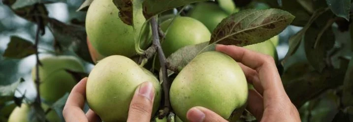 Hände pflücken Äpfel vom Baum