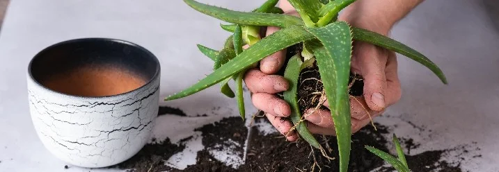 Hände halten eine Aloe Vera Pflanze über Erde.