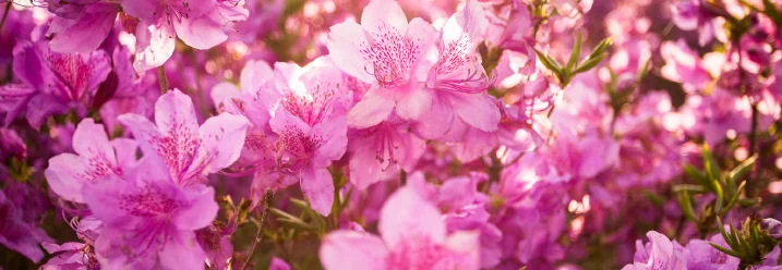 Nahaufnahme von rosa Blüten