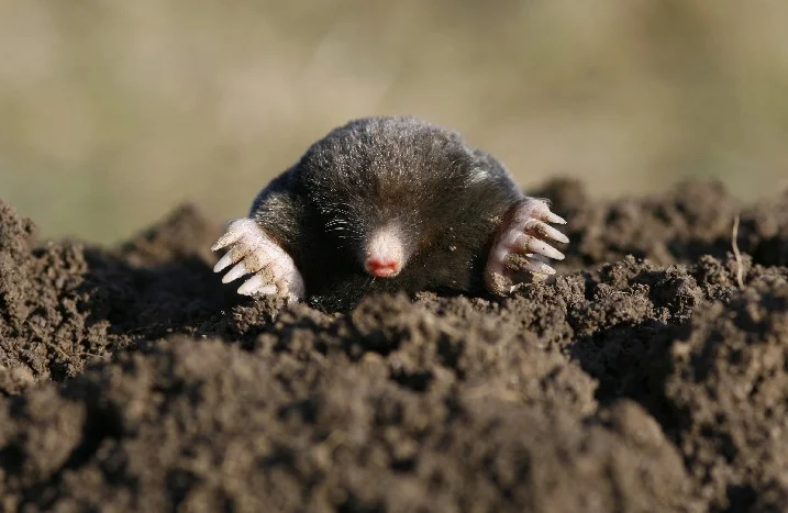 Maulwurf im Garten