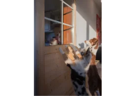 Zwei Hunde schauen aus einer Tür