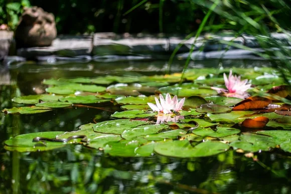Zwei Seerosen auf einem Teich