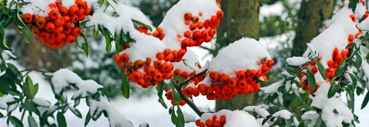 Verschneite Zweige mit roten Beeren