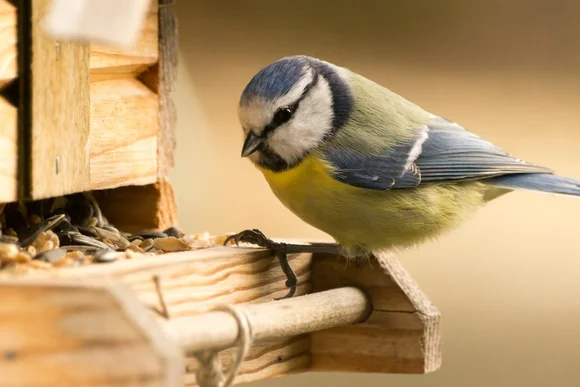 Blaumeise am Vogelhaus