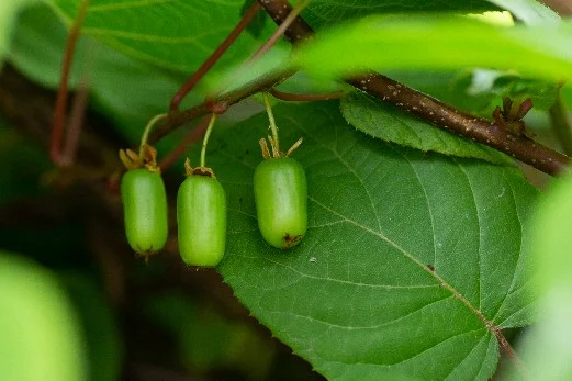 Drei Kiwis an einem Ast