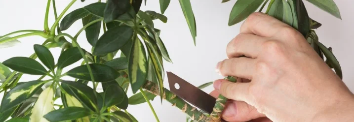 Person schneidet Pflanze mit Messer