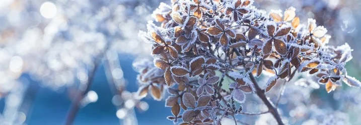 Verfrorene Hortensie im Winter