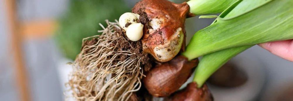 Eine Hand hält Blumenzwiebeln mit Brutzwiebeln, Wurzeln und grünen Blättern.