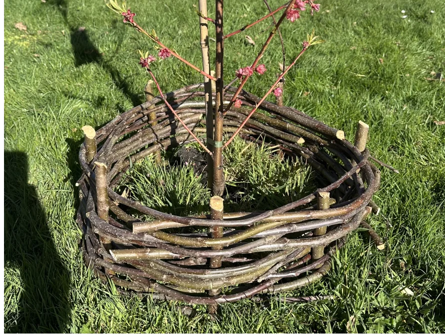 Flechtzaun um Baum