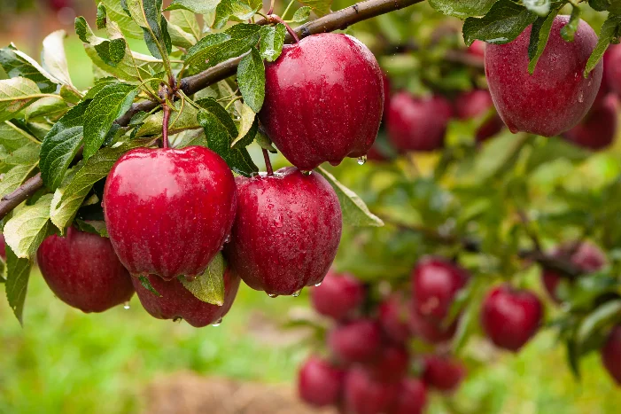 Reife rote Äpfel an einem Ast