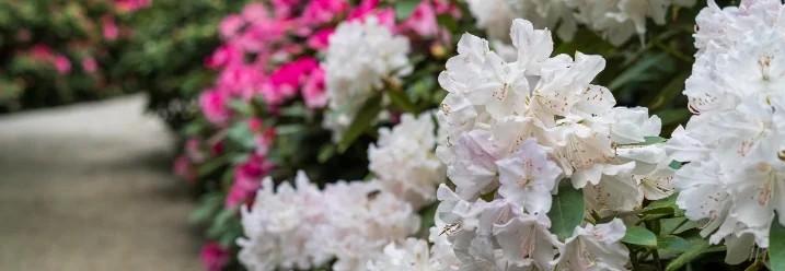 Weiße und rosa Rhododendren