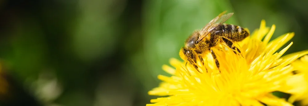 Biene auf Löwenzahnblüte