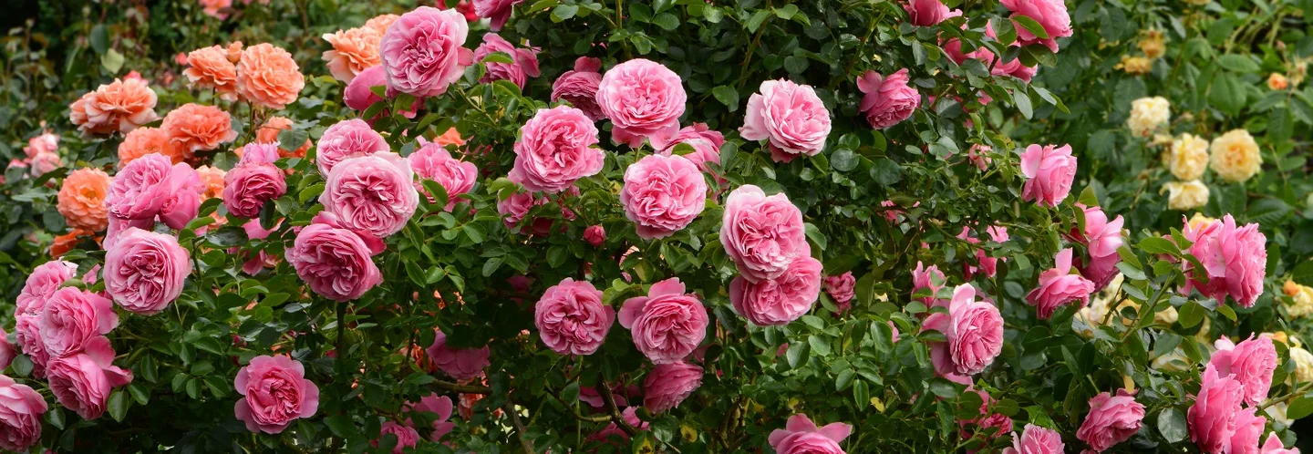 Rosafarbene Rosenblüten am Rosenstrauch