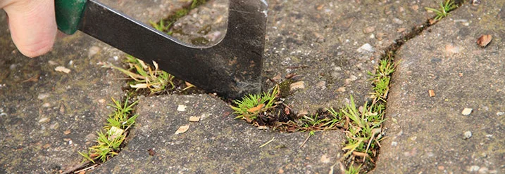 Hand entfernt Unkraut mit Fugenkratzer
